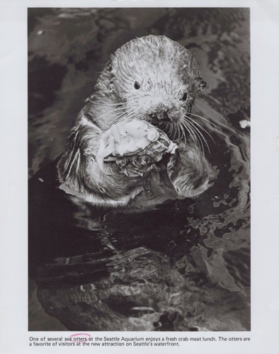1977 sea otter - 1977, enjoying